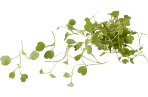 Micro rucola 20gr